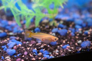 Female Cobra Guppy