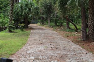 Cordless Blower Tackles Pine Needle Covered Driveway