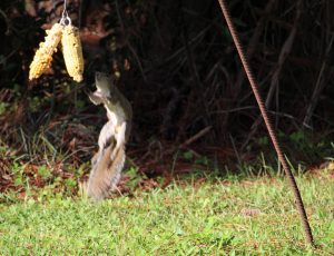 Squirrel Jumping for Squirrel food