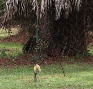 Squirrel feeder