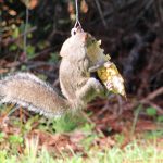 Squngee Squirrel Feeder