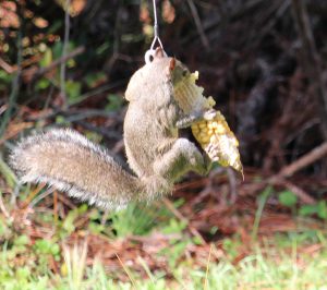 Squngee Squirrel Feeder