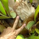 Propagating staghorn fern