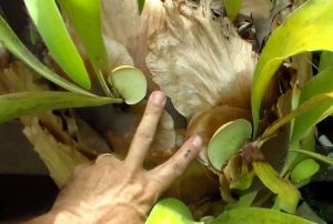 Propagating staghorn fern