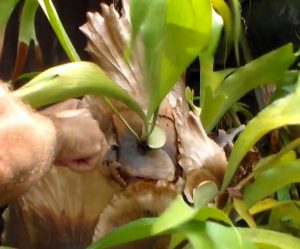 Propagating staghorn fern by cutting