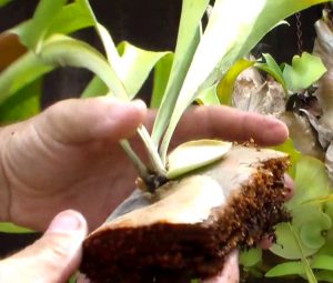 Propagating staghorn fern by cutting