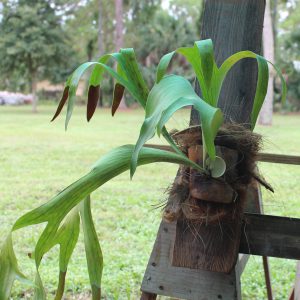 Propagating staghorn fern by cutting