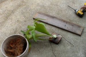 Propagating staghorn fern by cutting