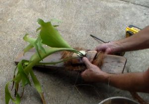 Propagating staghorn fern by cutting